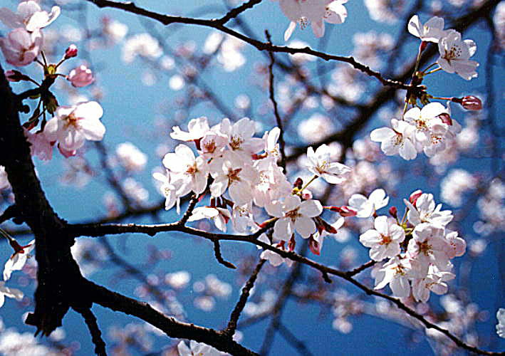 http://lavigna.files.wordpress.com/2008/04/bunga-sakura2.jpg